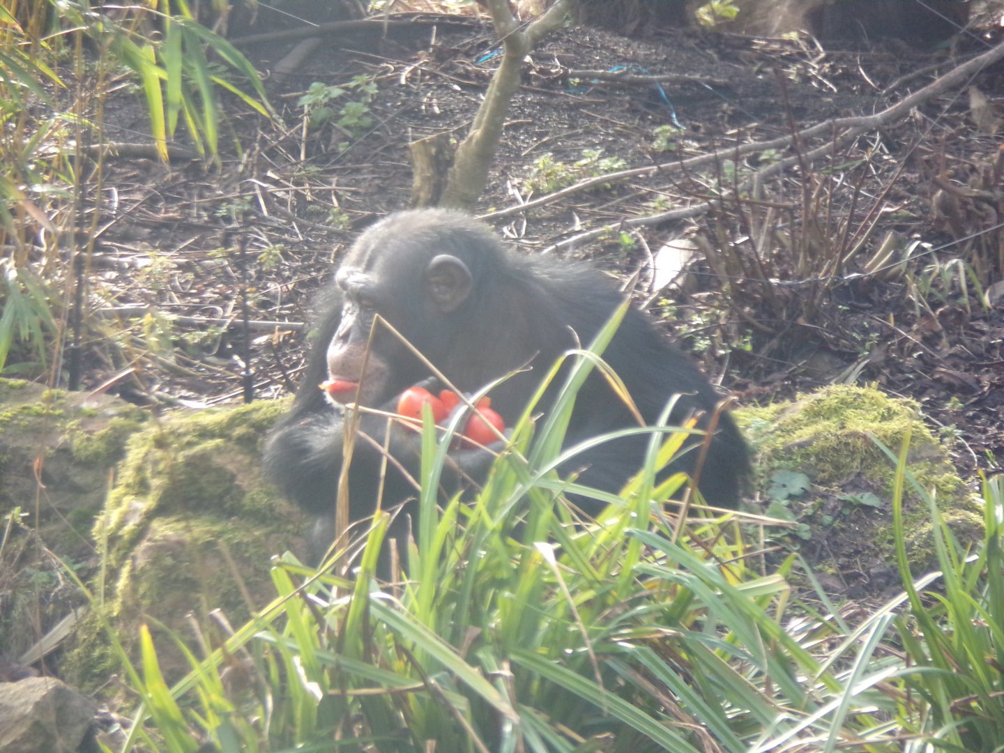 Chimpanzee “Velu” feeding 16.2.24