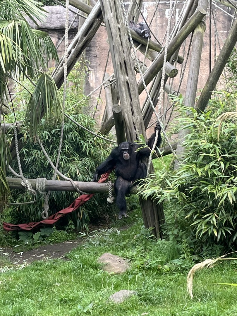 Chimpanzee “Velu” on climbing frame 15.7.24