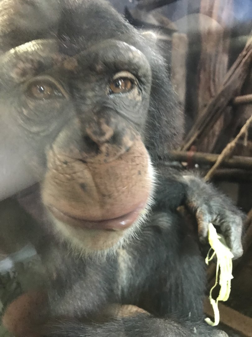 Chimpanzee “Velu”