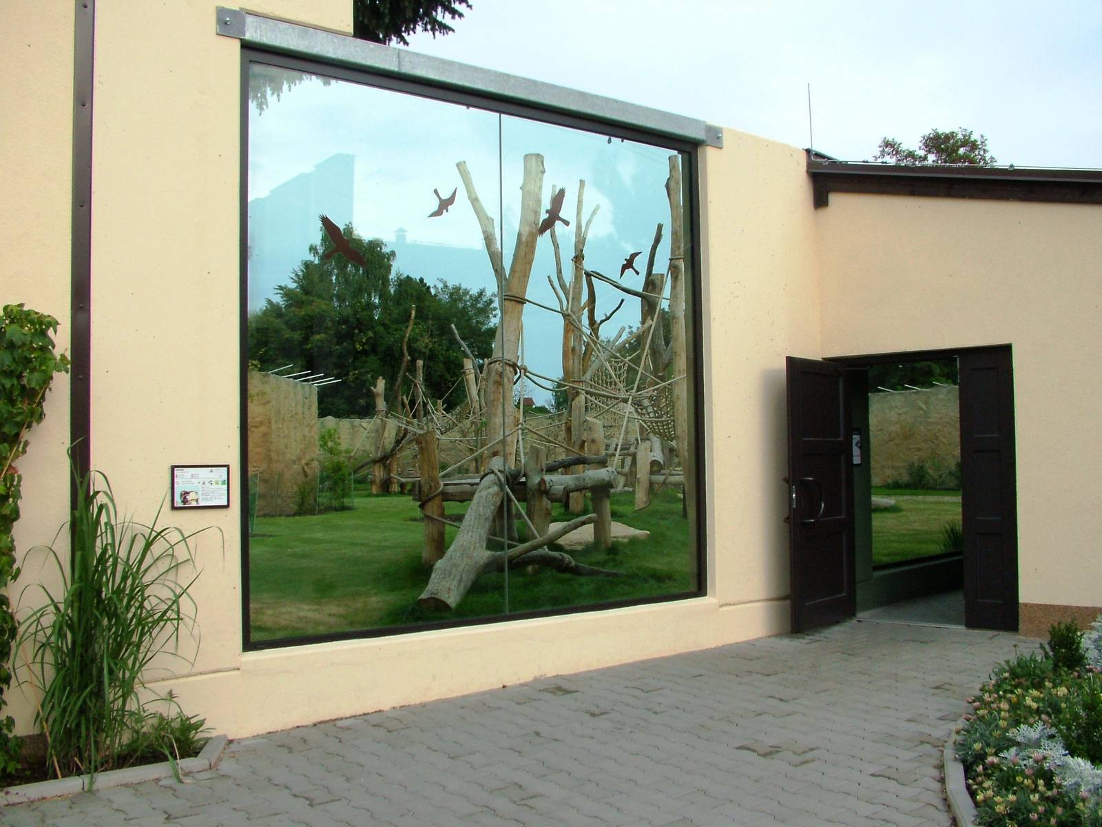 Chimpanzee Viewing at Dvur Kralove, 26/08/12