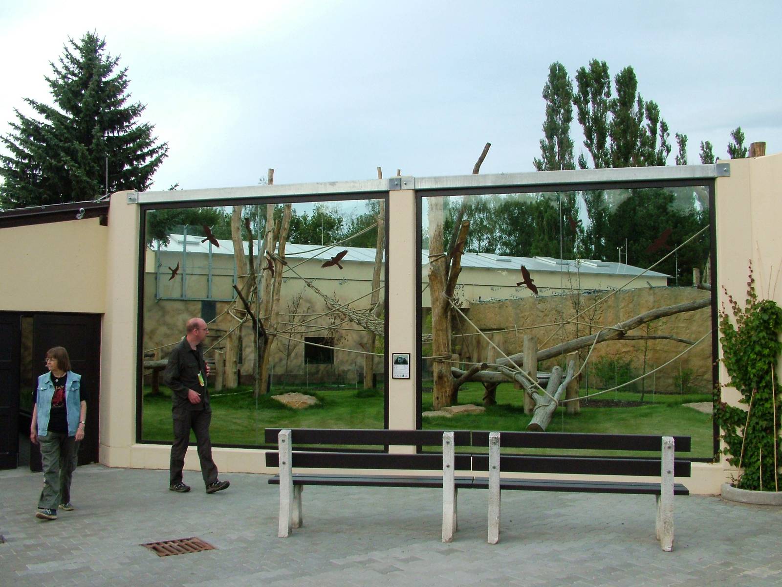 Chimpanzee Viewing at Dvur Kralove, 26/08/12