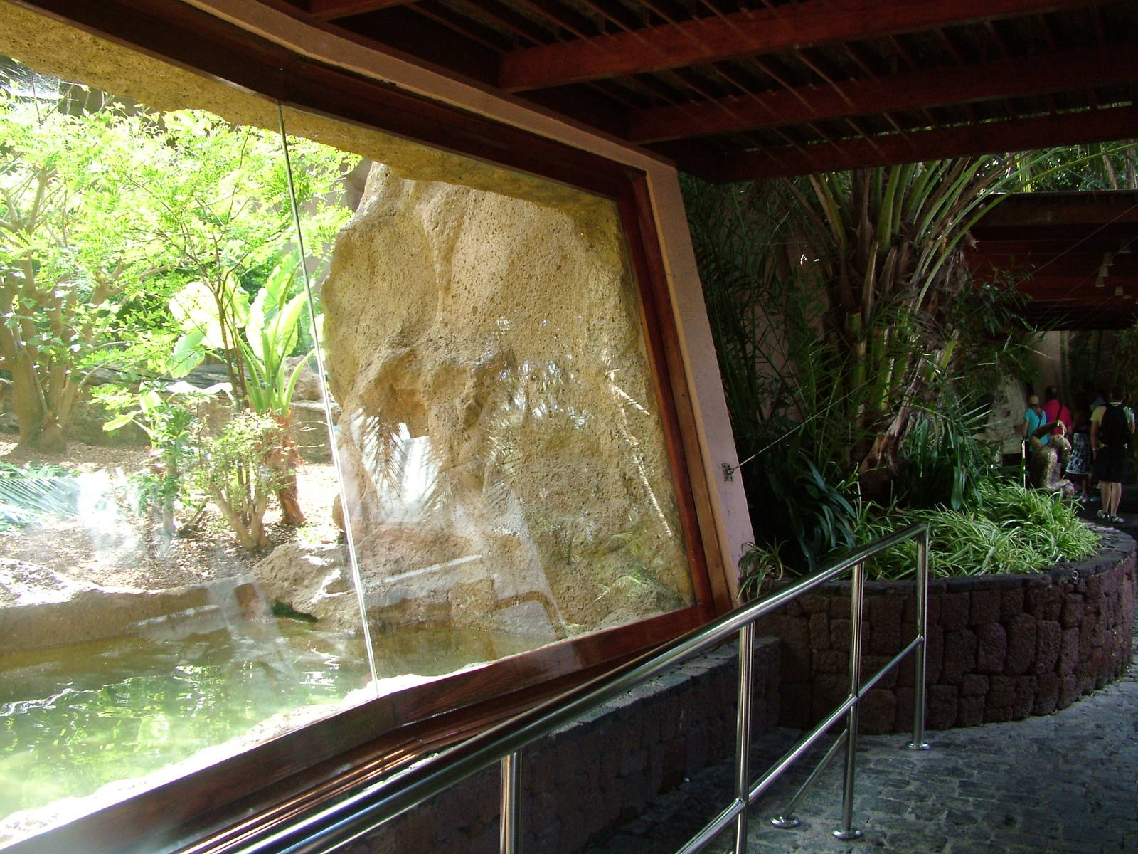 Chimpanzee Viewing at Loro Parque, 08/11/10