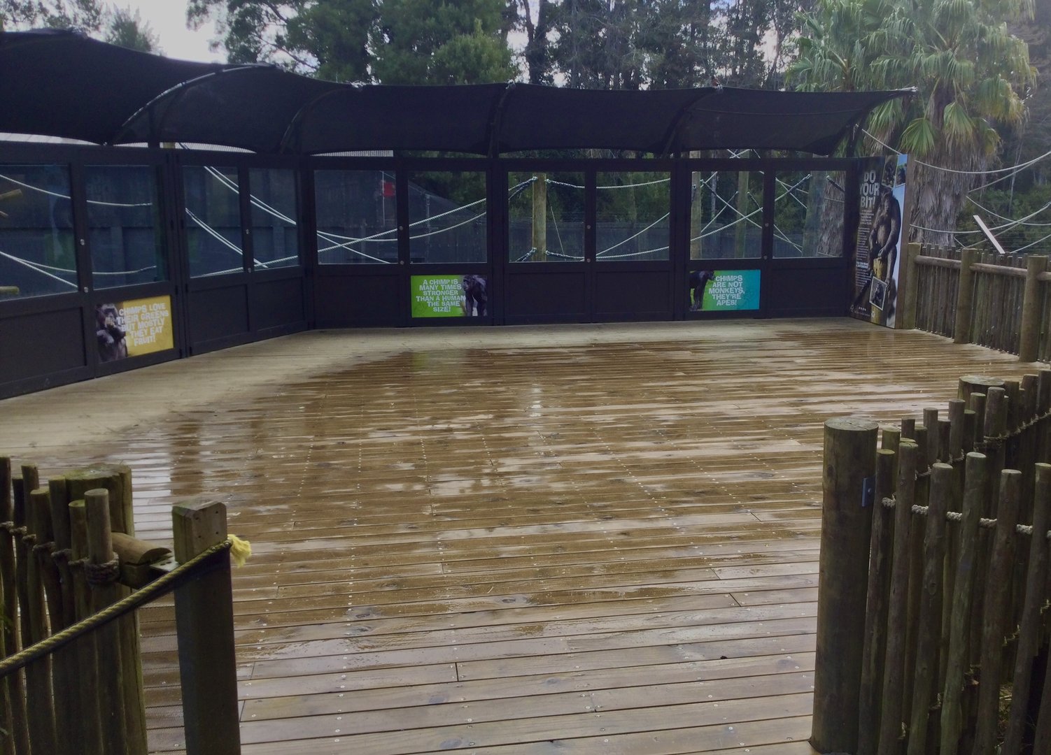 Chimpanzee Viewing Platform