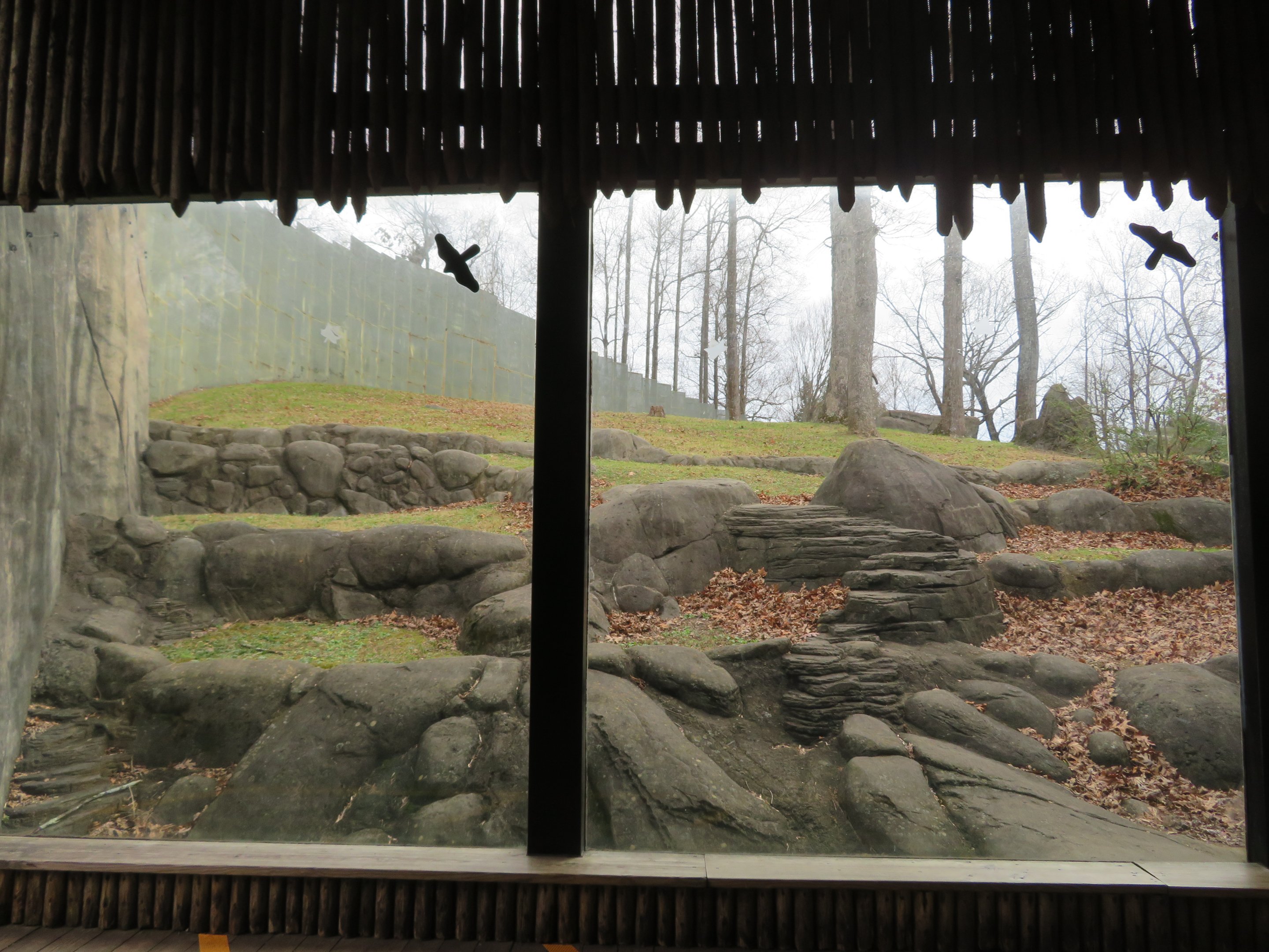 Chimpanzee Viewing Window