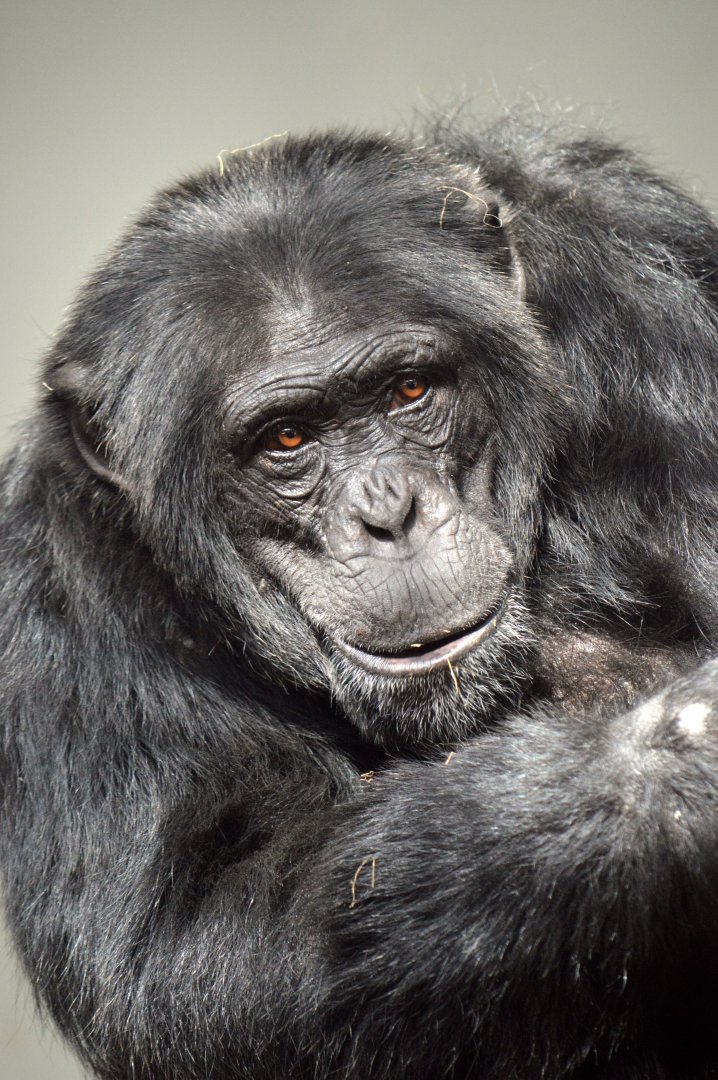 Chimpanzee 'Wakili'