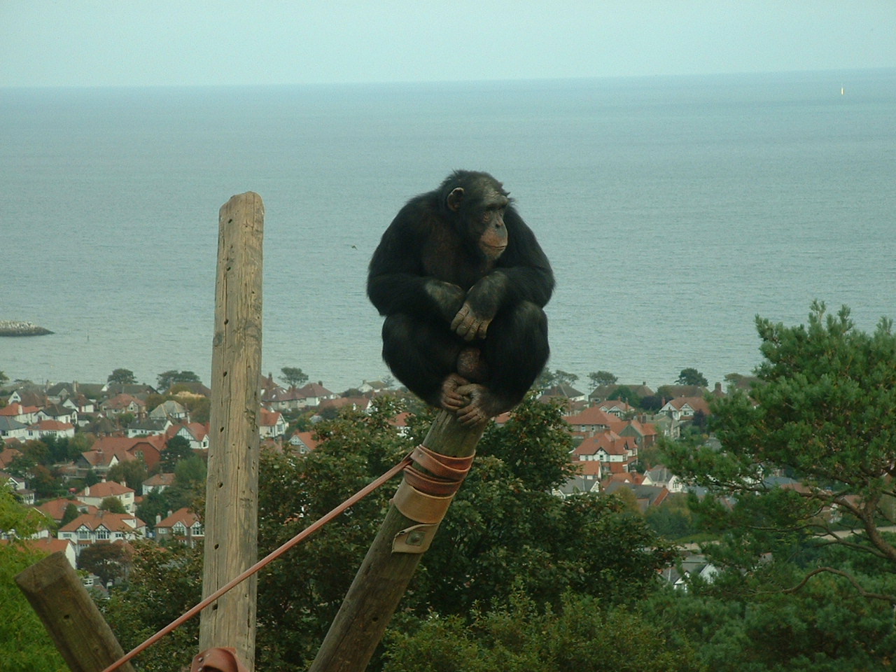 Chimpanzee - Welsh Mountain Zoo 2005