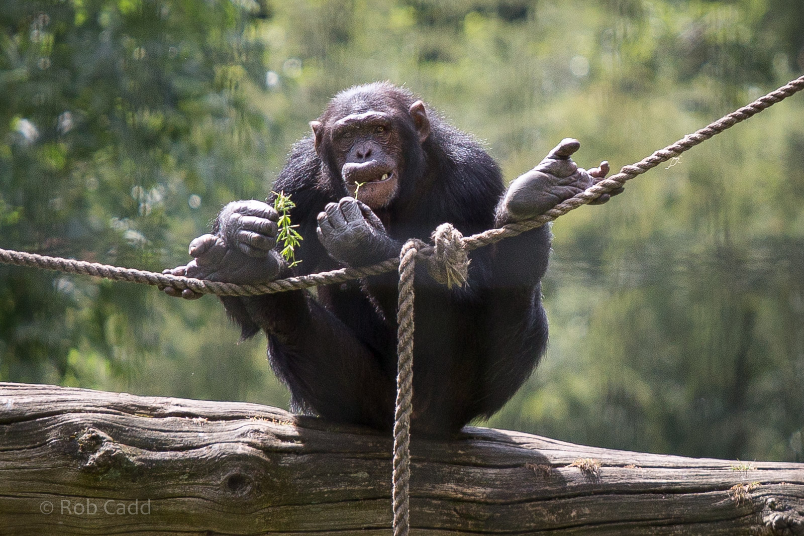 Chimpanzee : Whipsnade : 03 Aug 2014