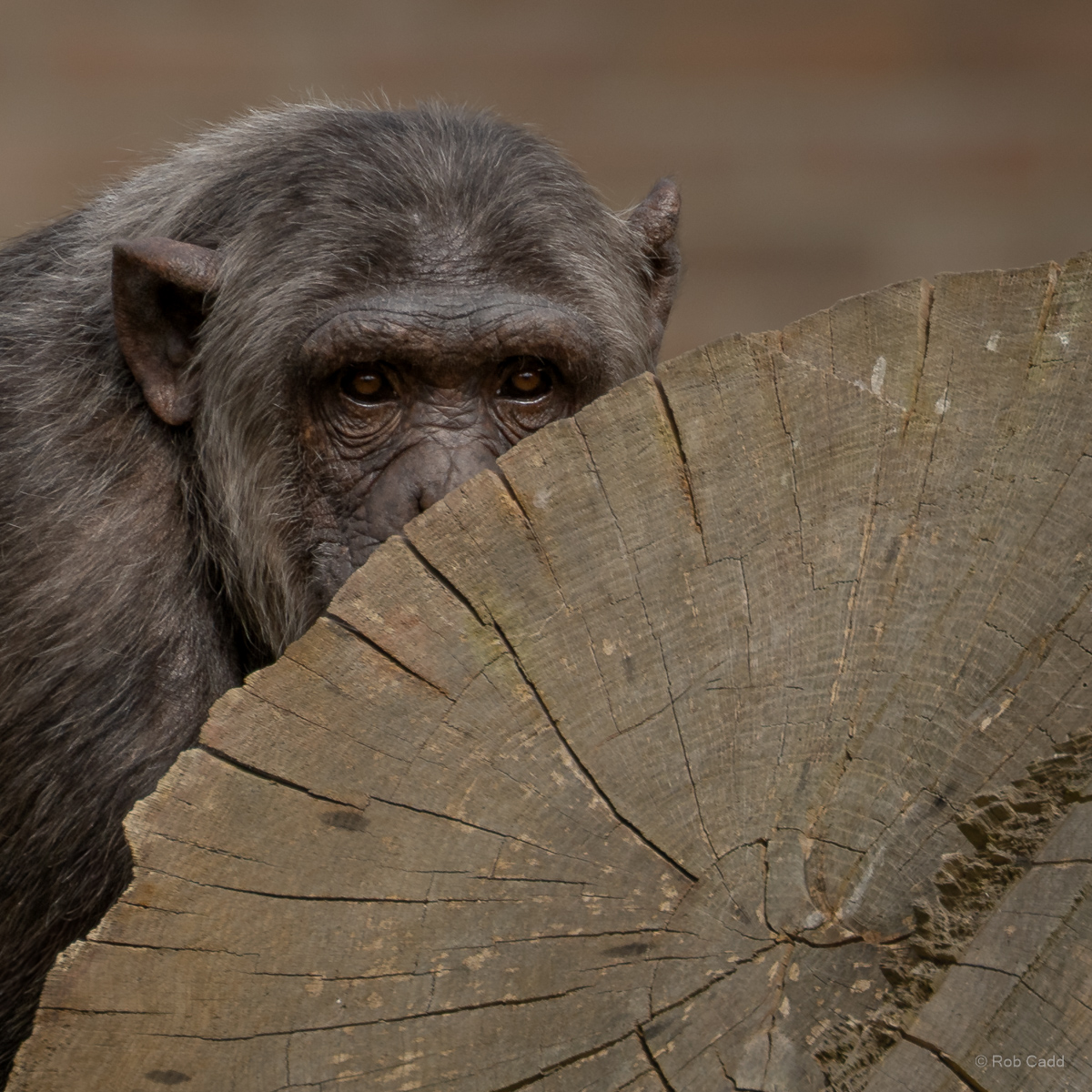 Chimpanzee : Whipsnade : 22 Mar 2025