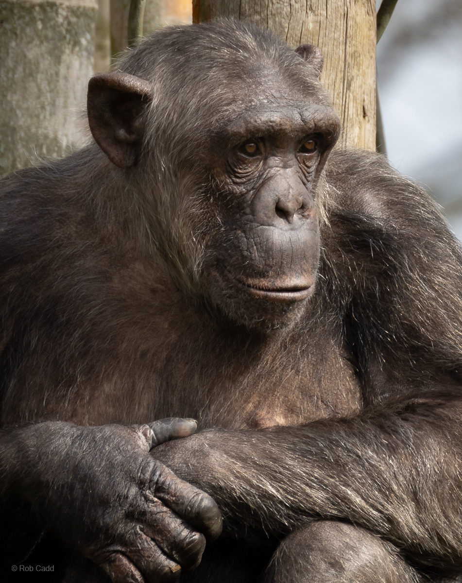 Chimpanzee : Whipsnade : 22 Mar 2025