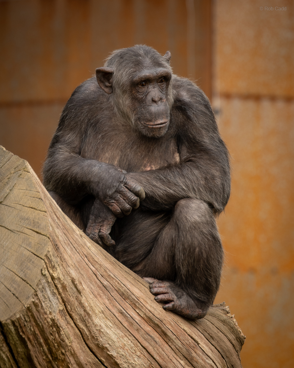 Chimpanzee : Whipsnade : 22 Mar 2025