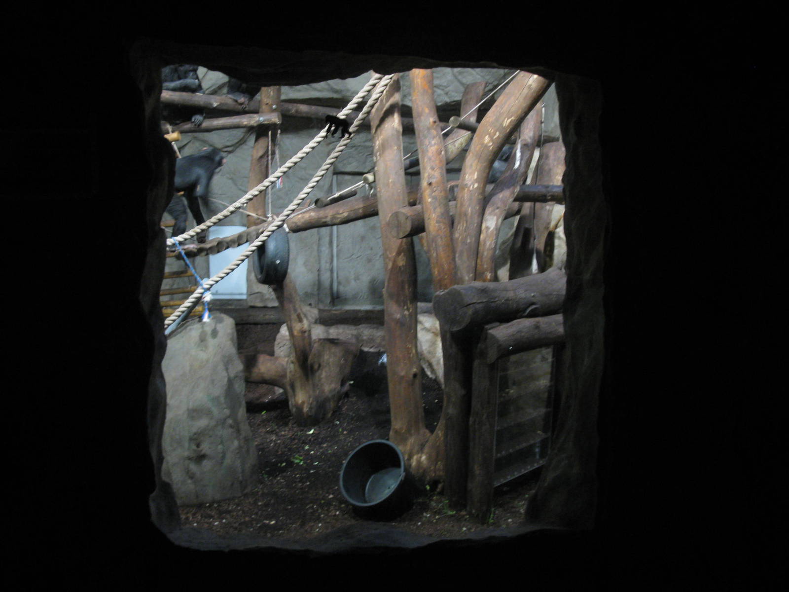 Chimpanzee window