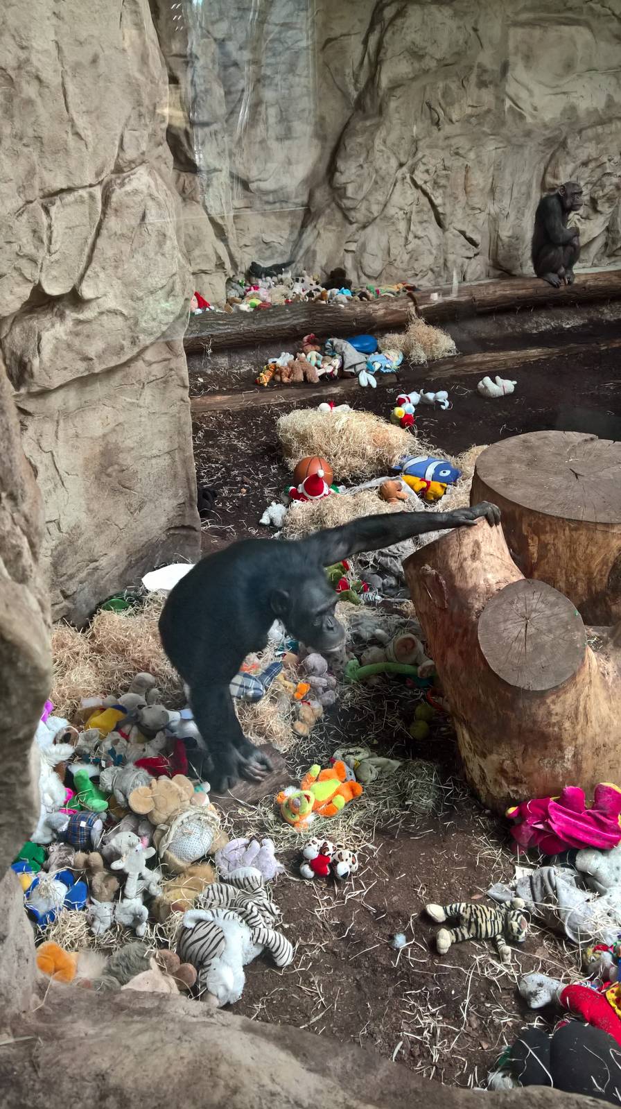 Chimpanzee with a lot of toys