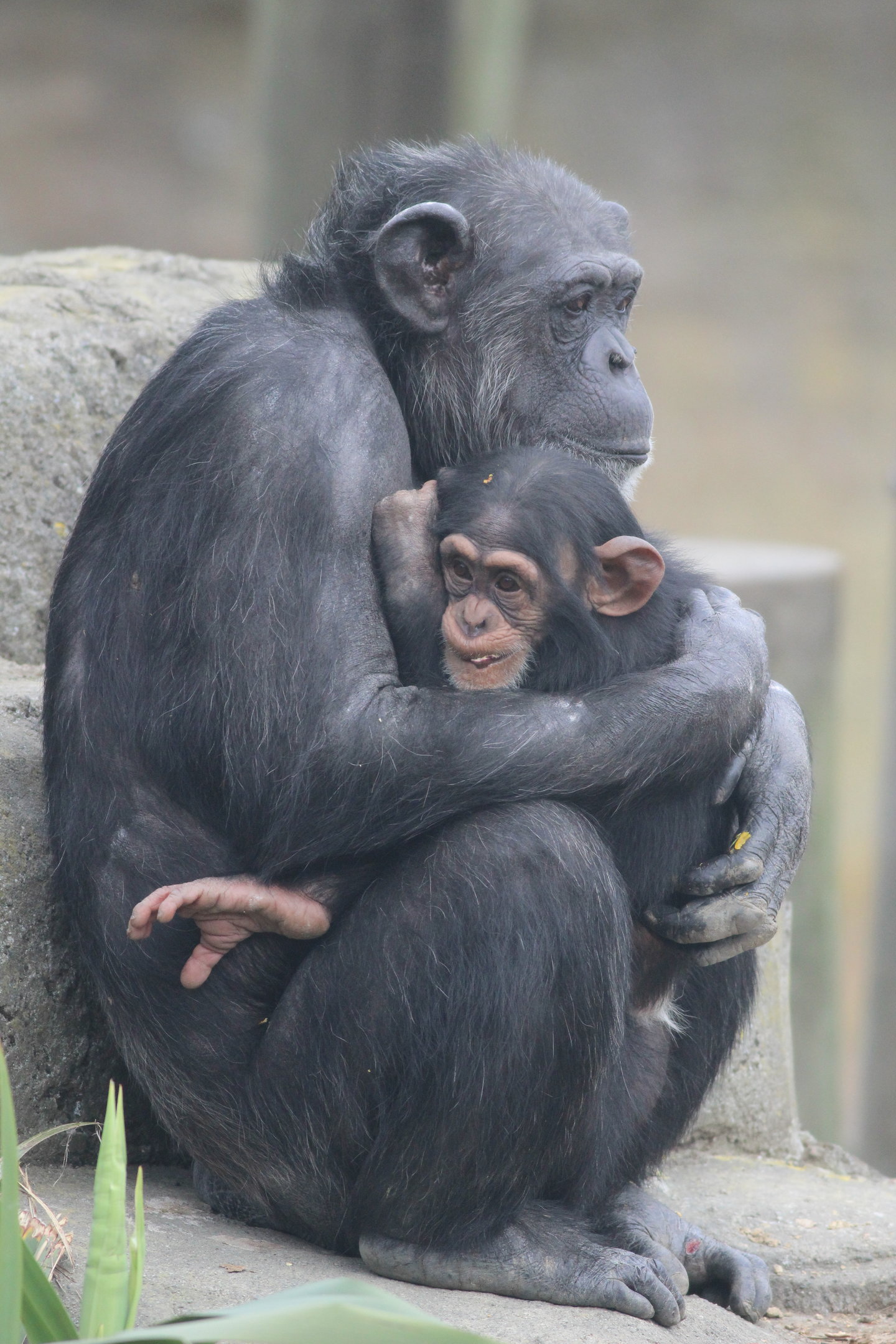 Chimpanzee with baby