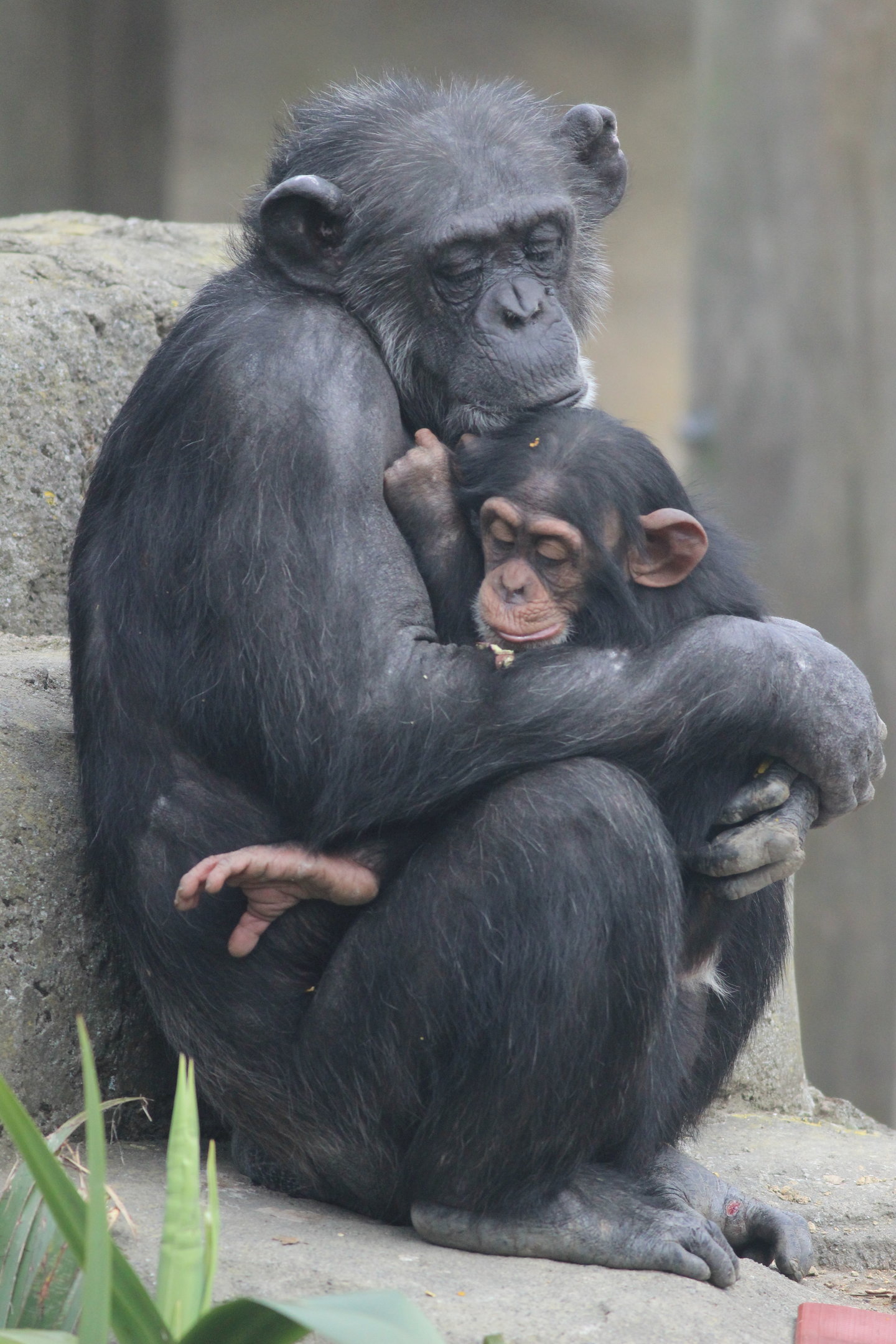 Chimpanzee with baby