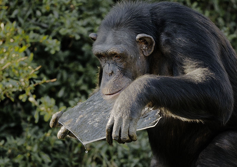 Chimpanzee with ice