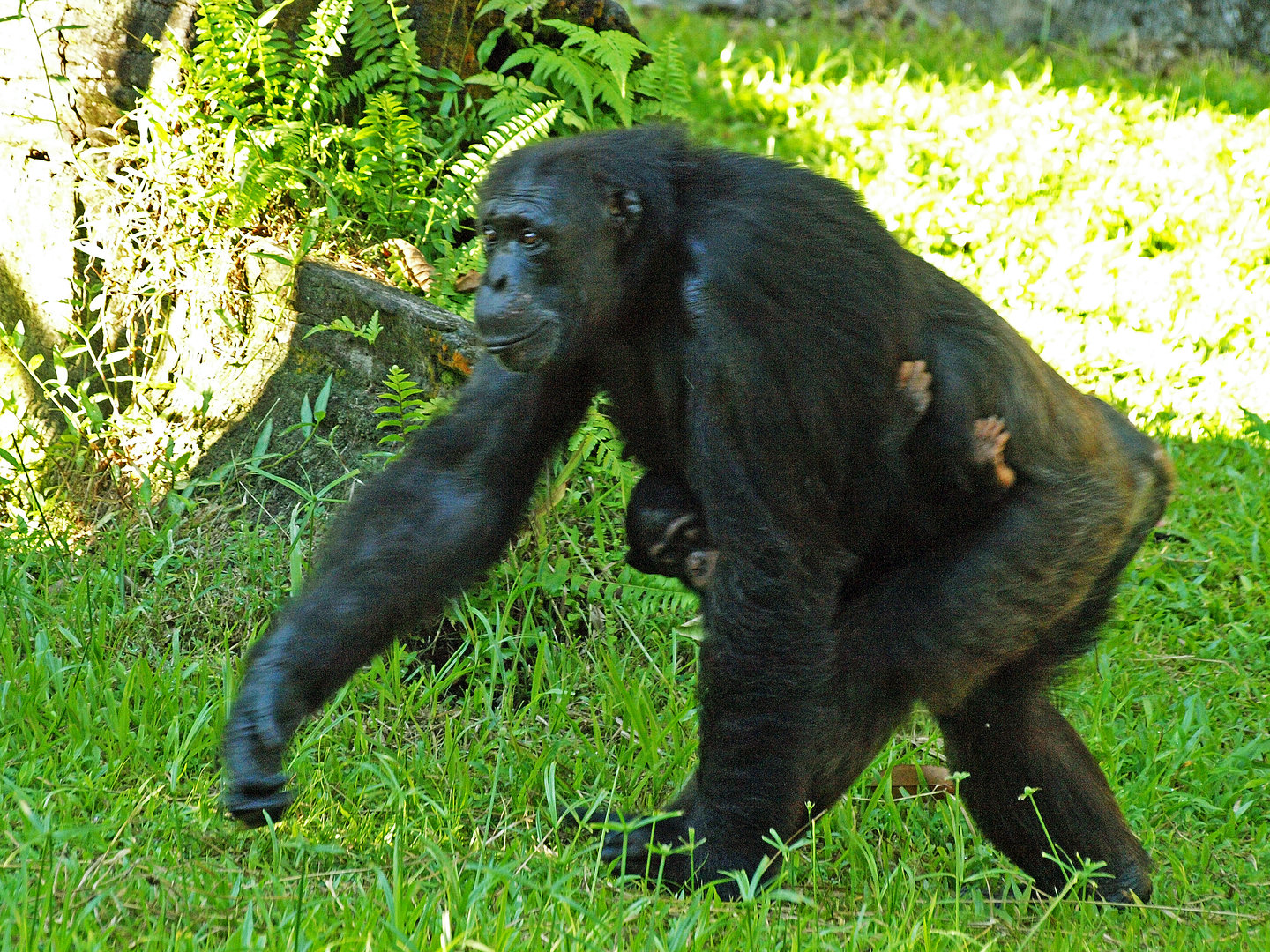 Chimpanzee with infant