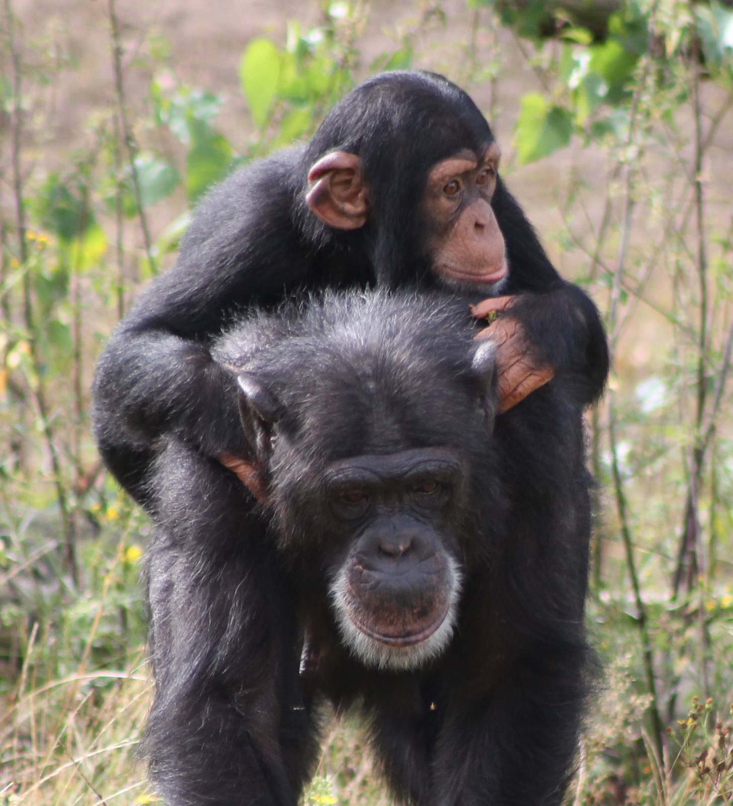 Chimpanzee with young