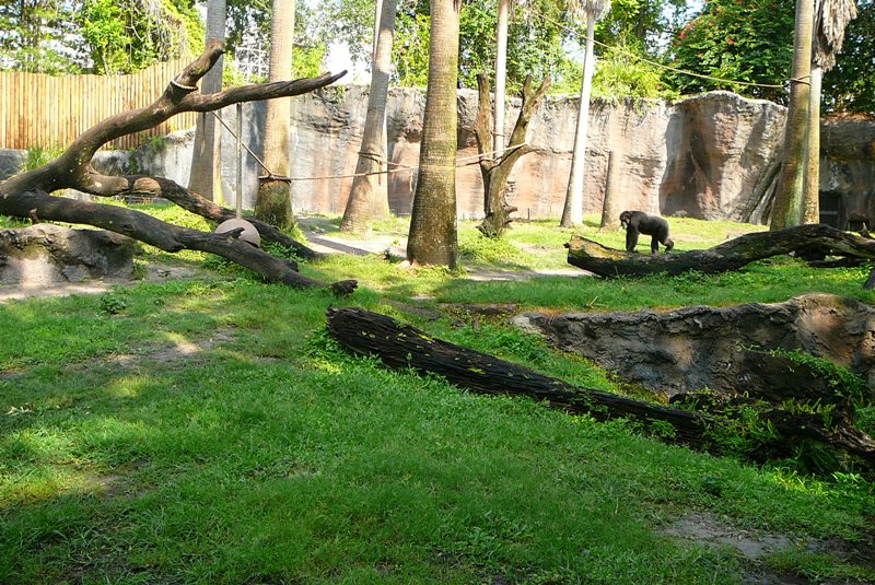 Chimpanzee Yard