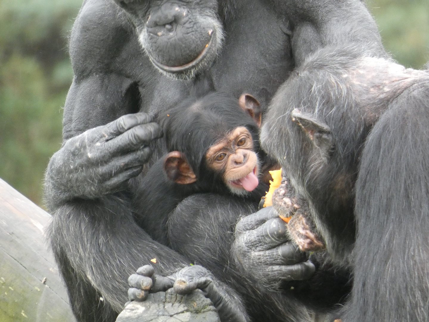Chimpanzee young