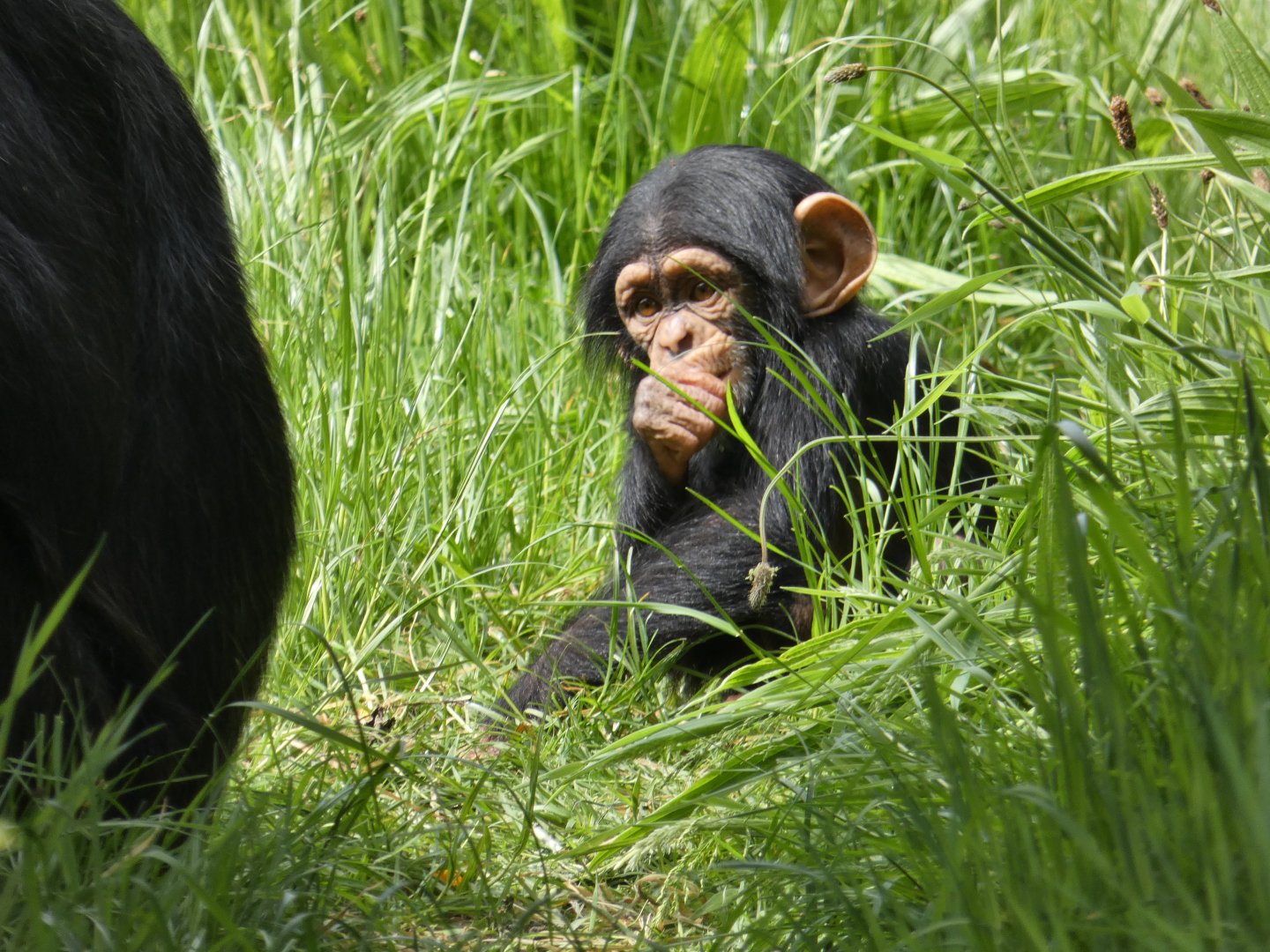 Chimpanzee young