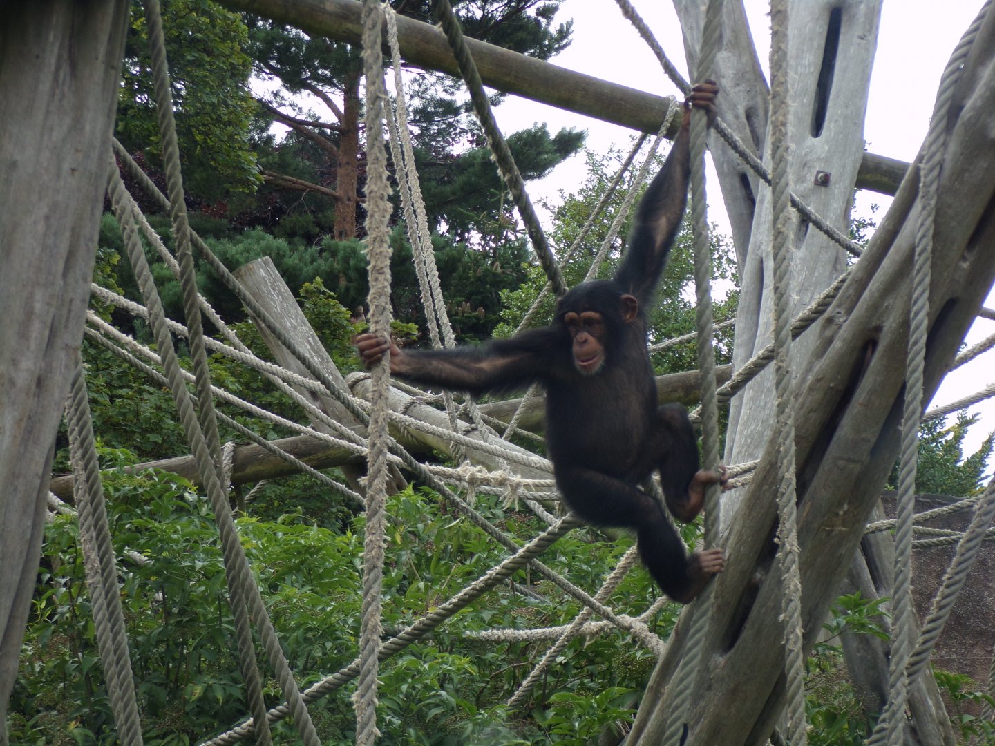 Chimpanzee youngster “Masindi” 14.8.23