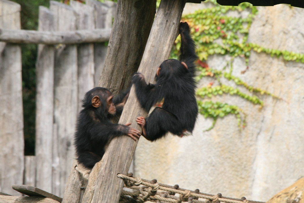Chimpanzee Youngsters #2