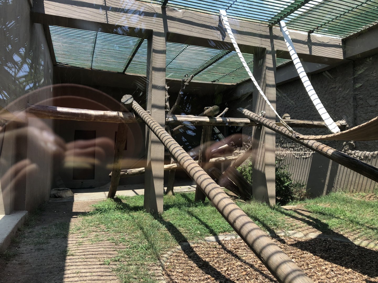 Chimpanzee youngsters’ enclosure