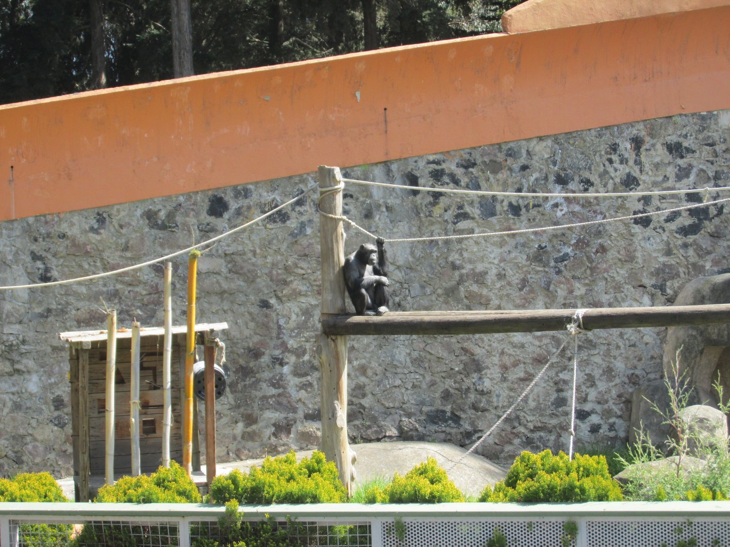 chimpanzee Zacango zoo