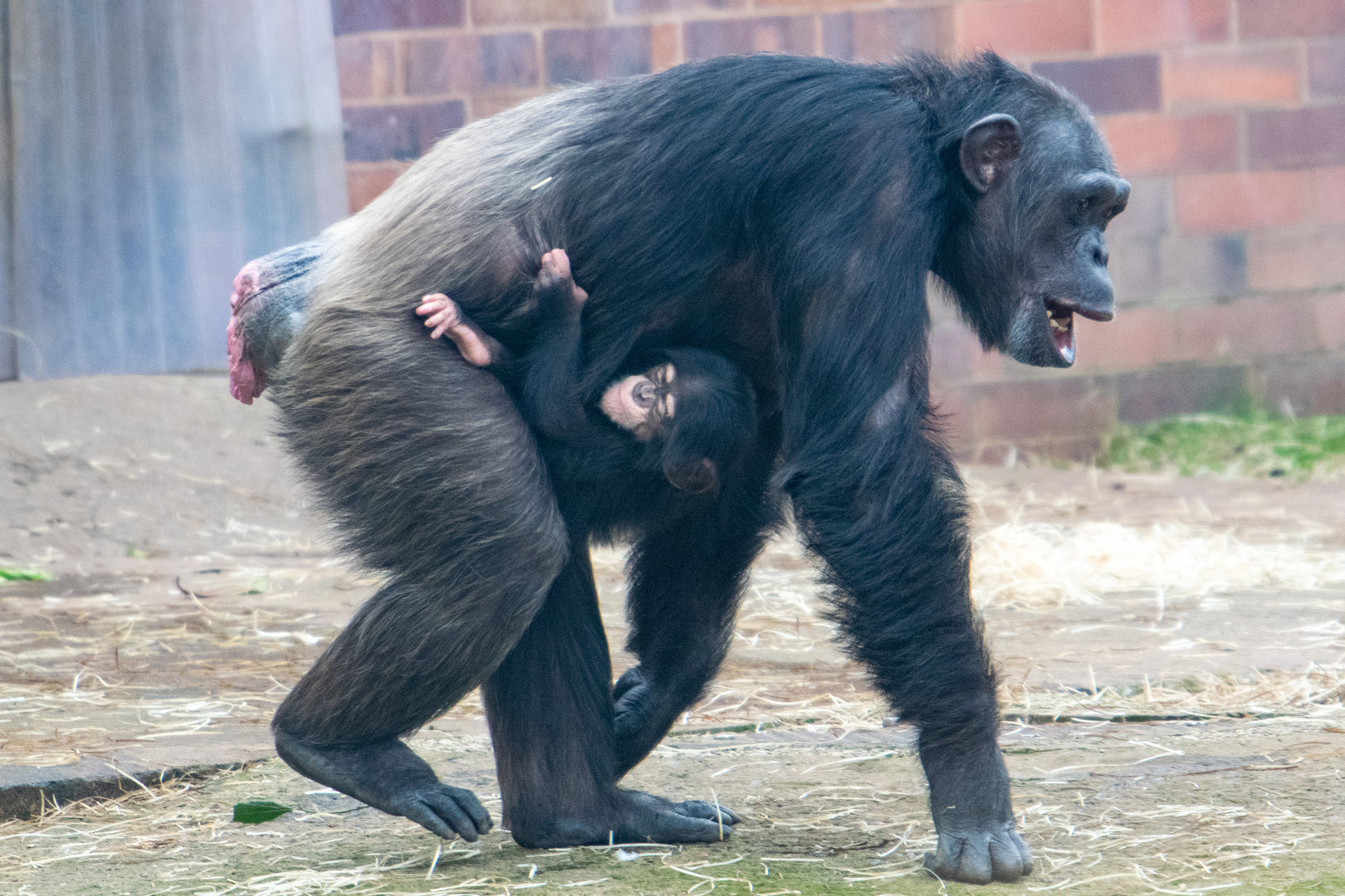 Chimpanzee - ZeeZee and Jeff