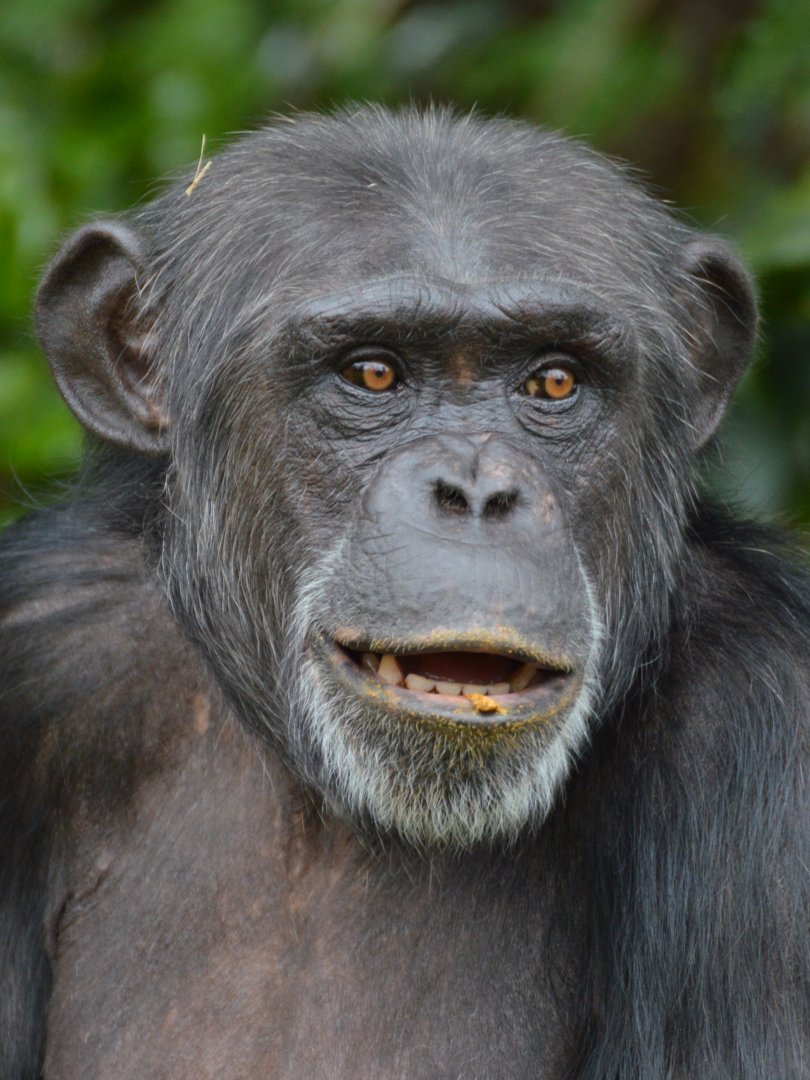 Chimpanzee Zeezee