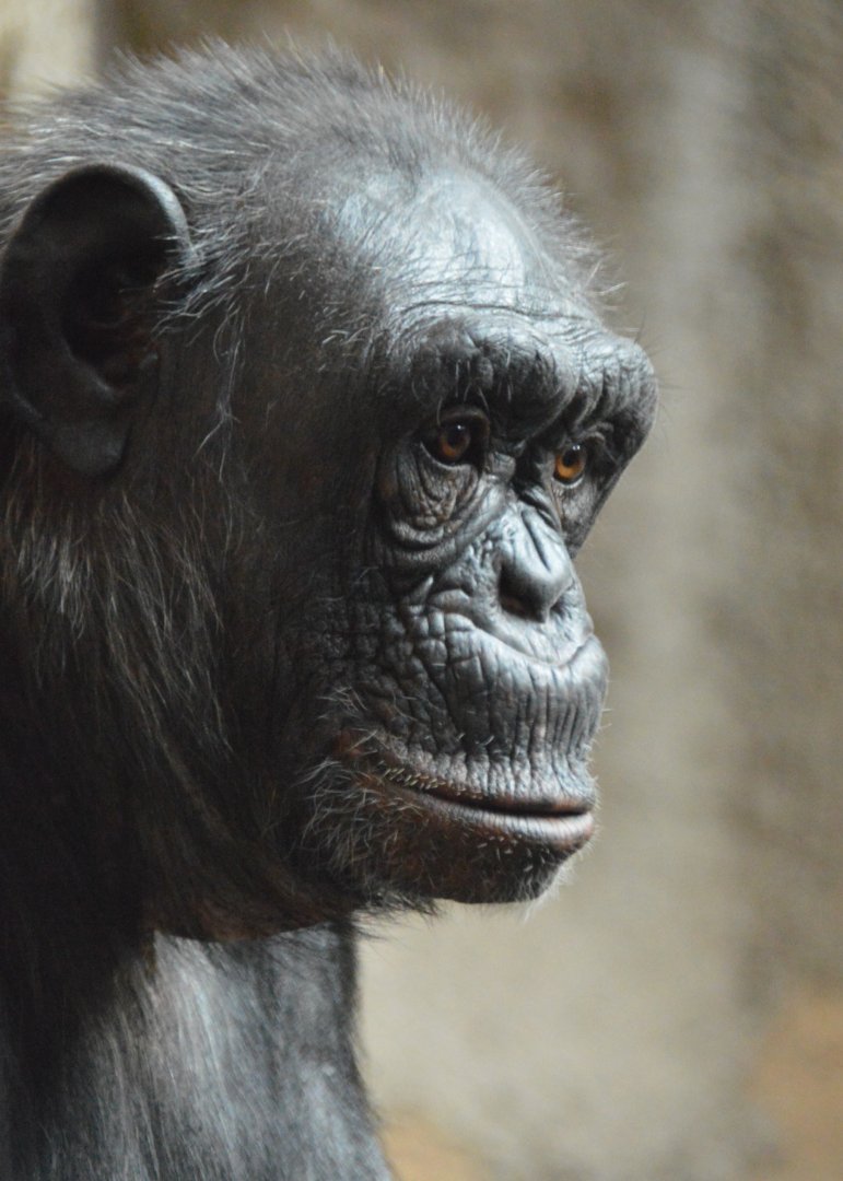 Chimpanzee Zira