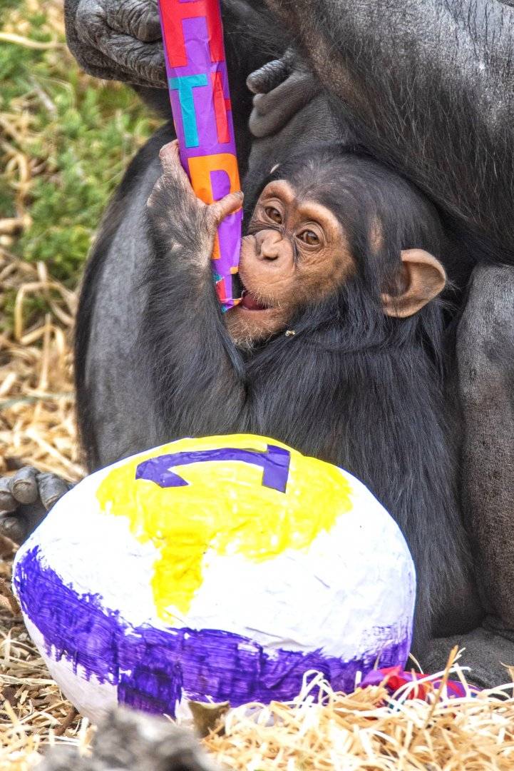 Chimpanzee 'Zola' on her first birthday