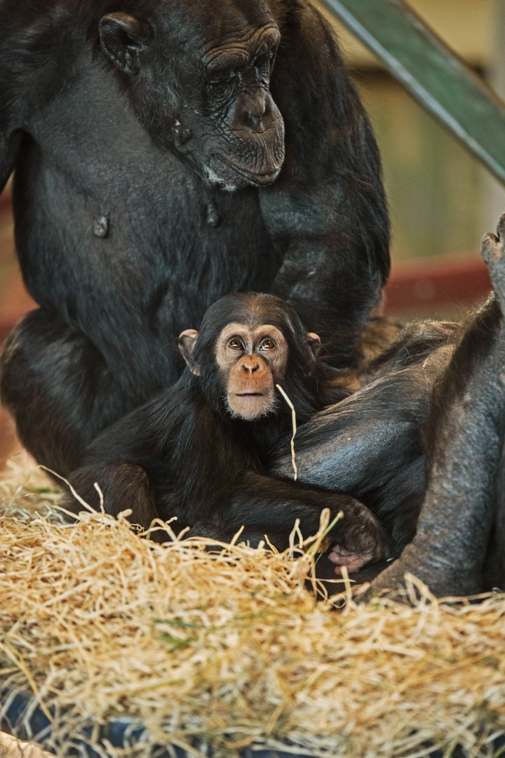 Chimpanzee 'Zola'