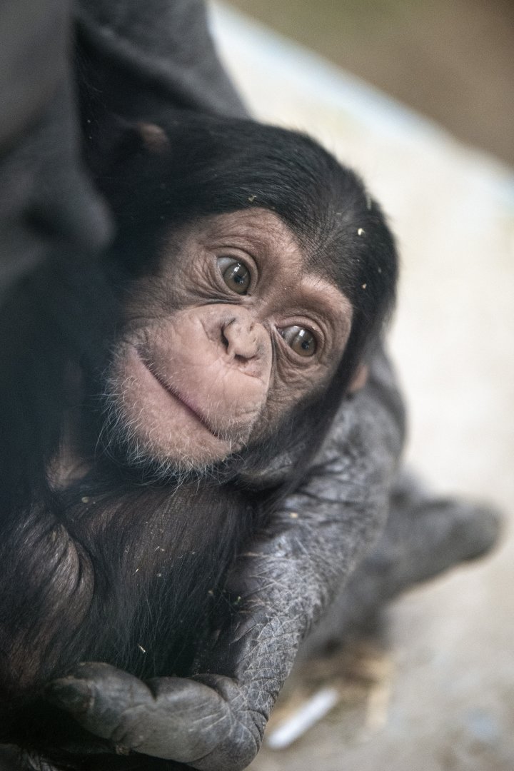 Chimpanzee 'Zola'