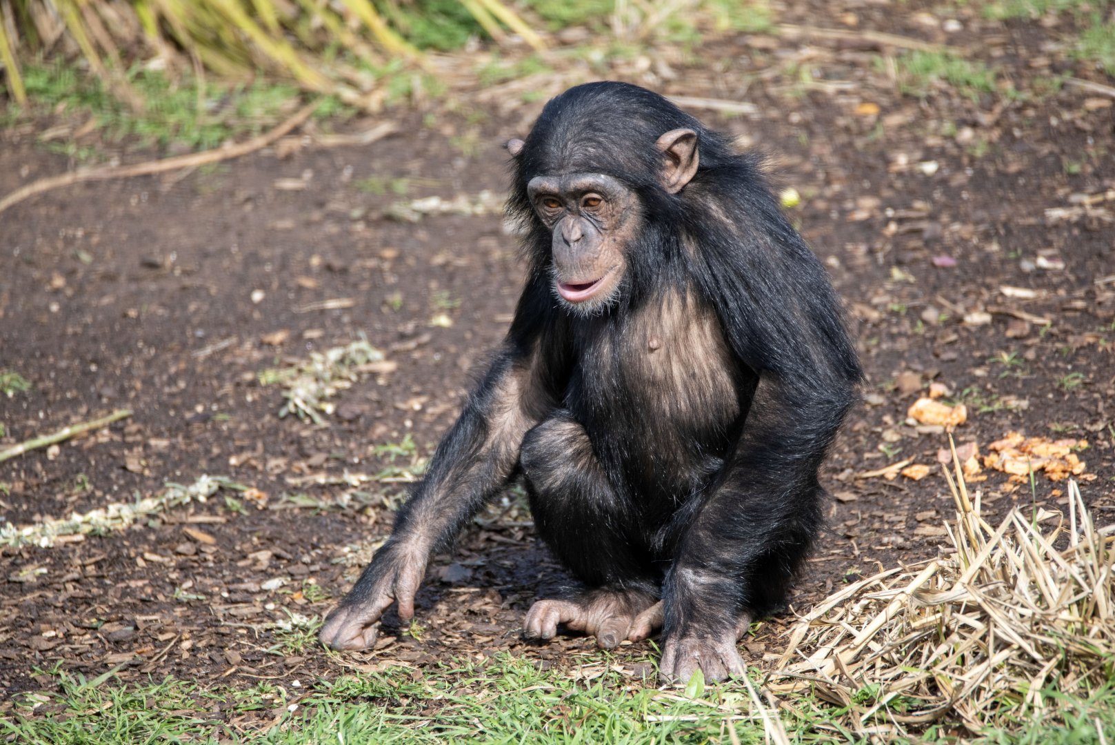 Chimpanzee 'Zola'