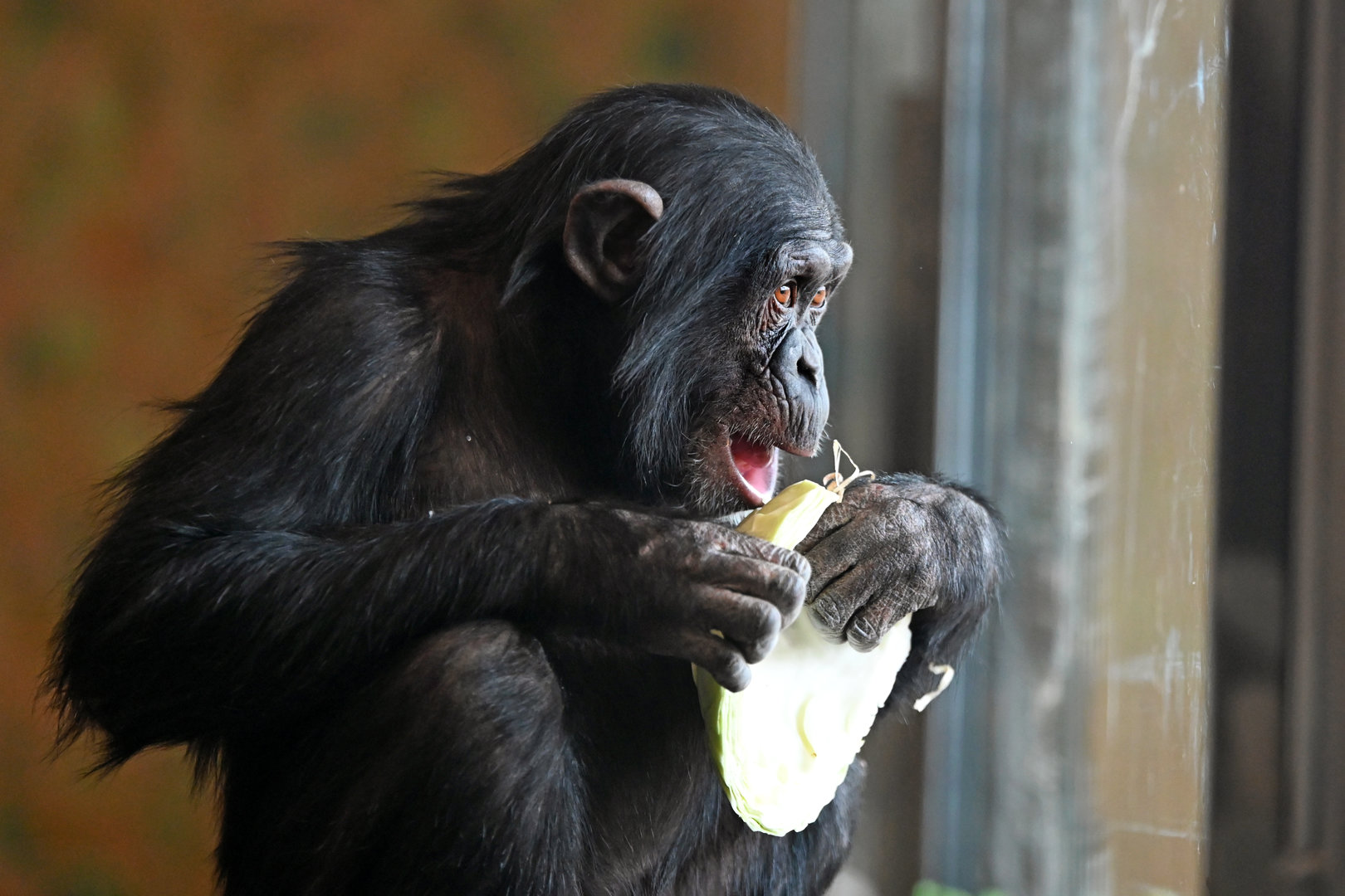 Chimpanzee 'Zola'