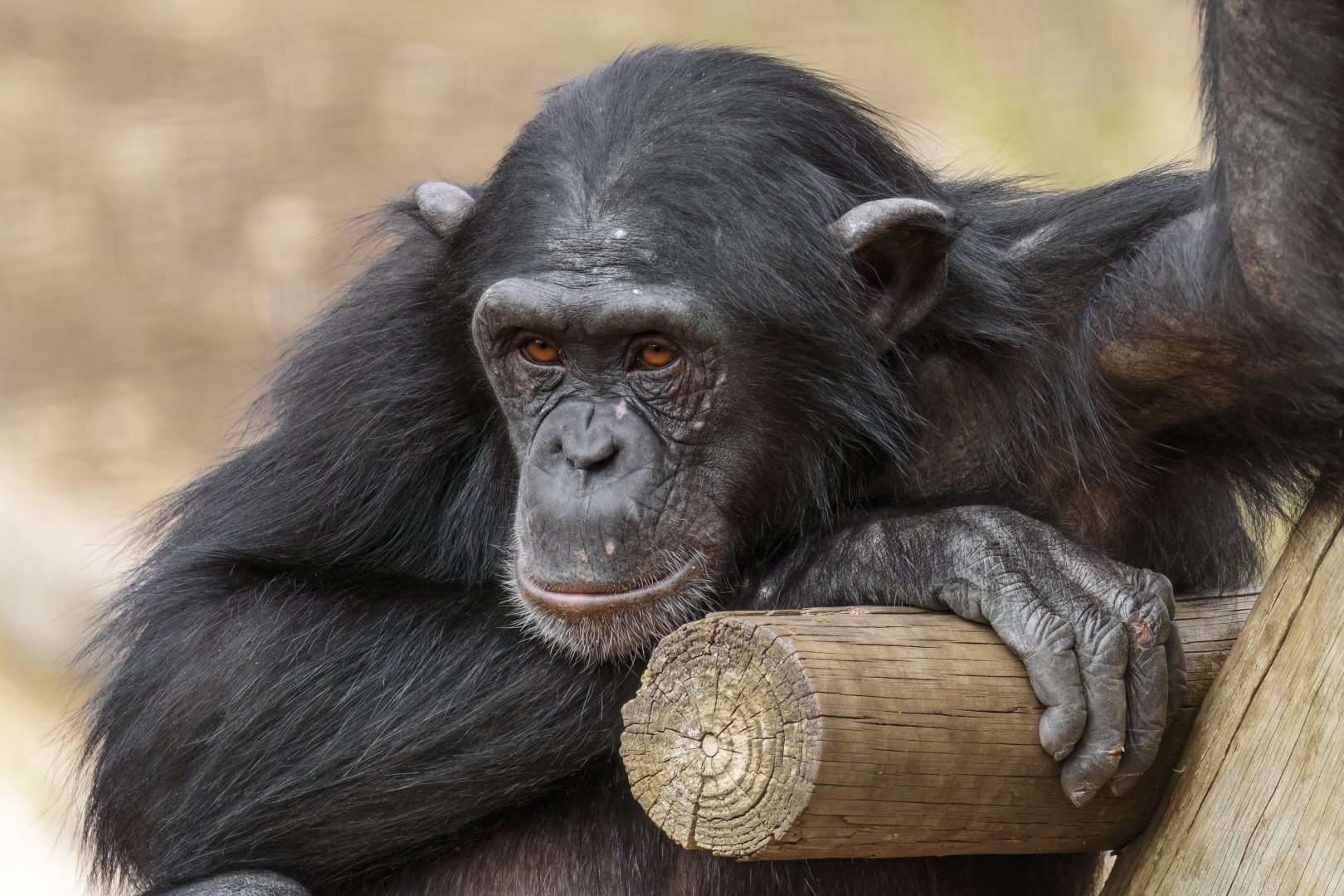 Chimpanzee 'Zola'