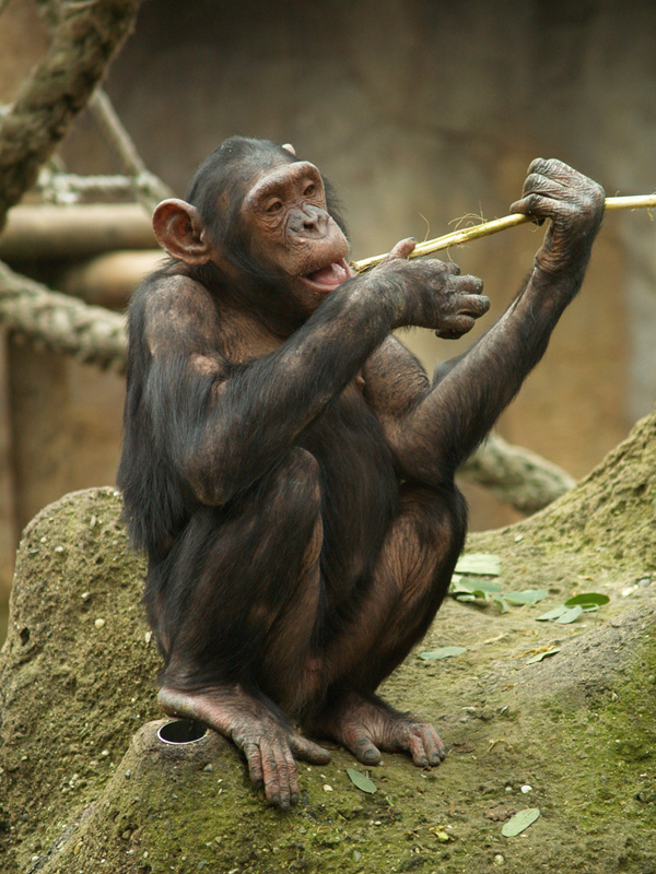 Chimpanzee - Zoo Barcelona