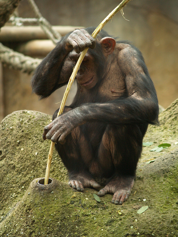 Chimpanzee - Zoo Barcelona