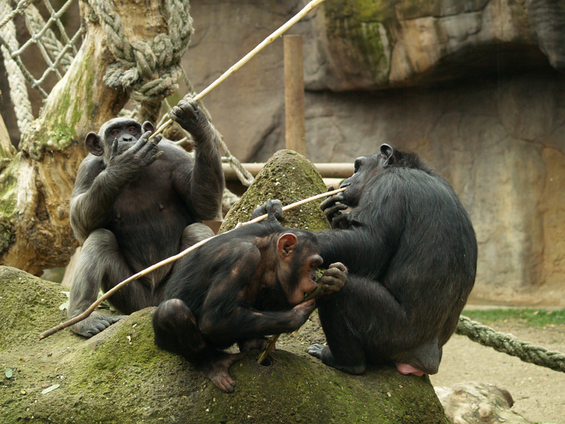 Chimpanzee - Zoo Barcelona