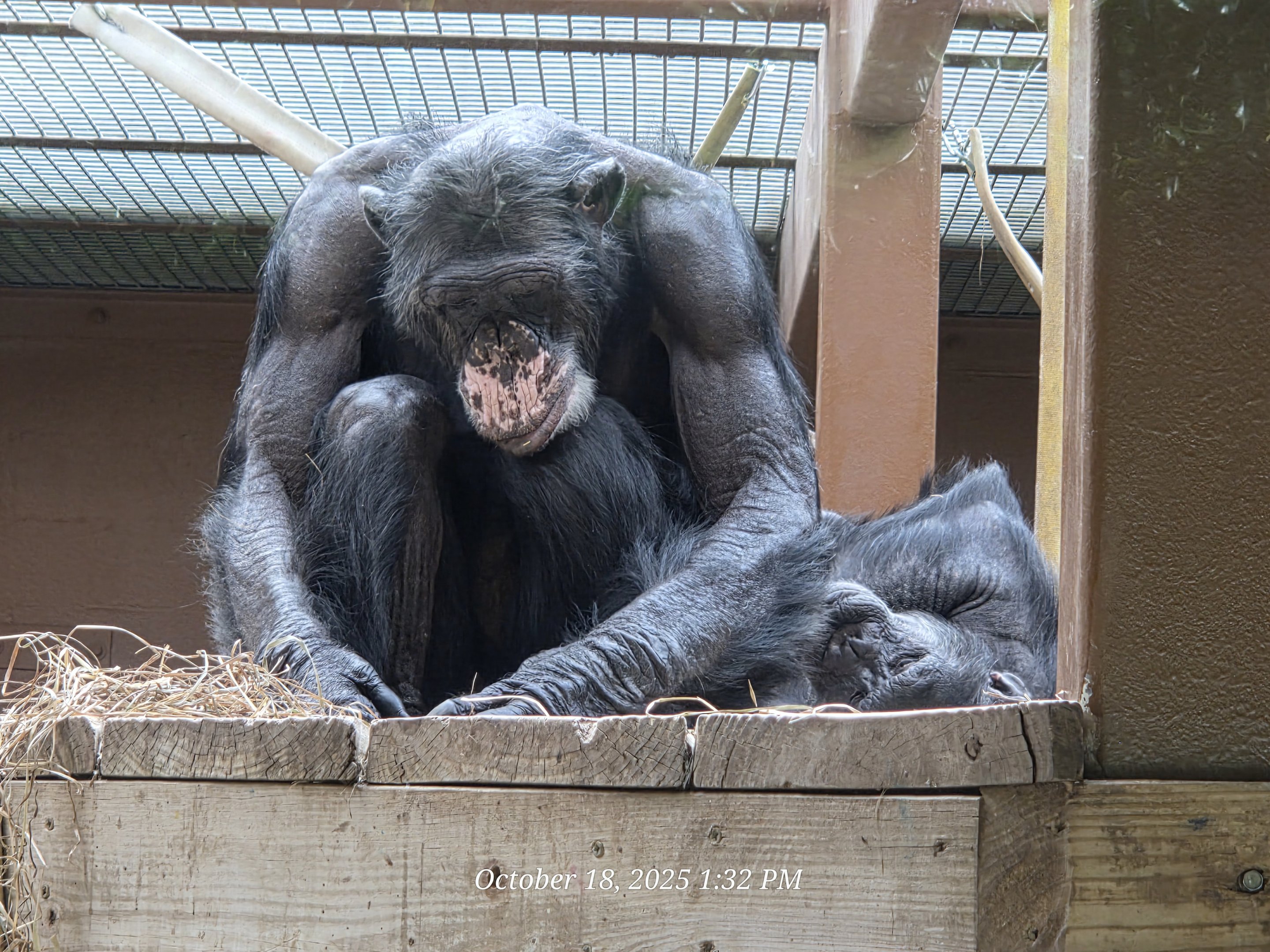 Chimpanzee - Zoo Knoxville