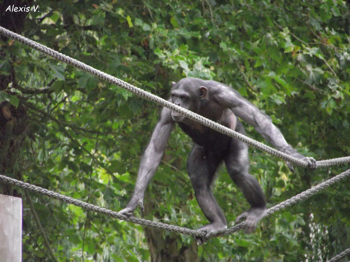Chimpanzee - Zooparc de Beauval - 07/2020