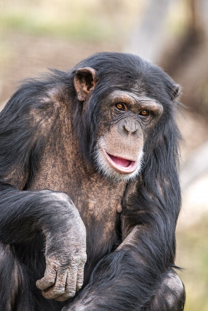 Chimpanzee 'Zuri'