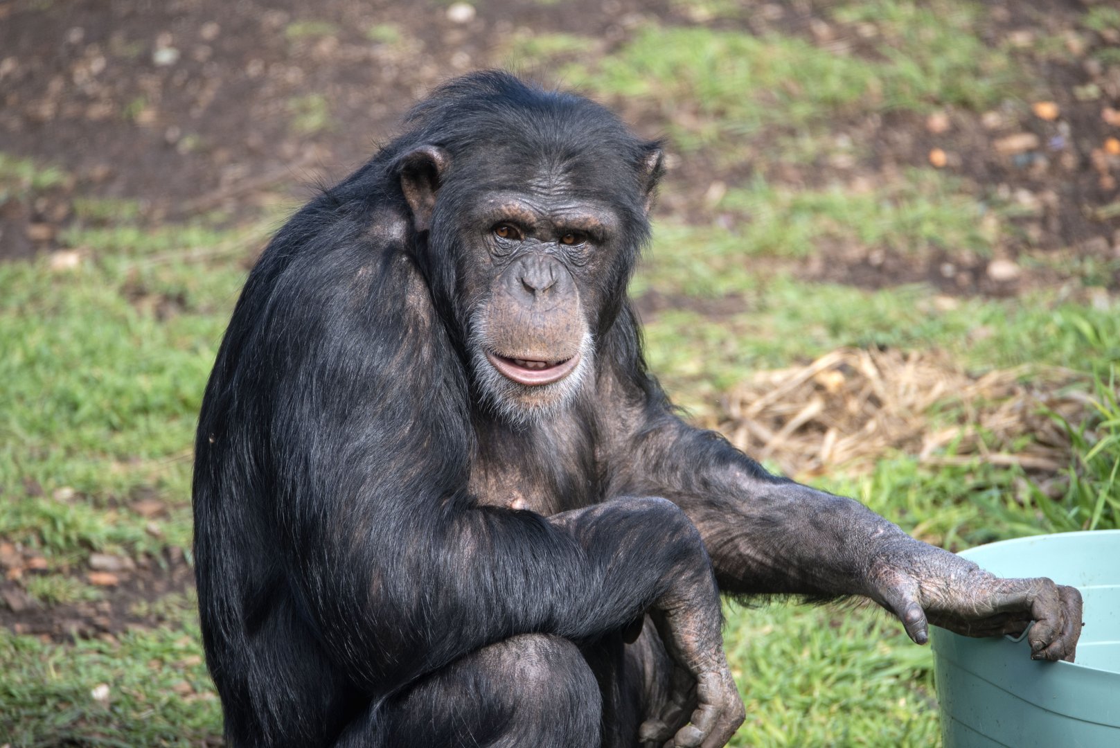 Chimpanzee 'Zuri'
