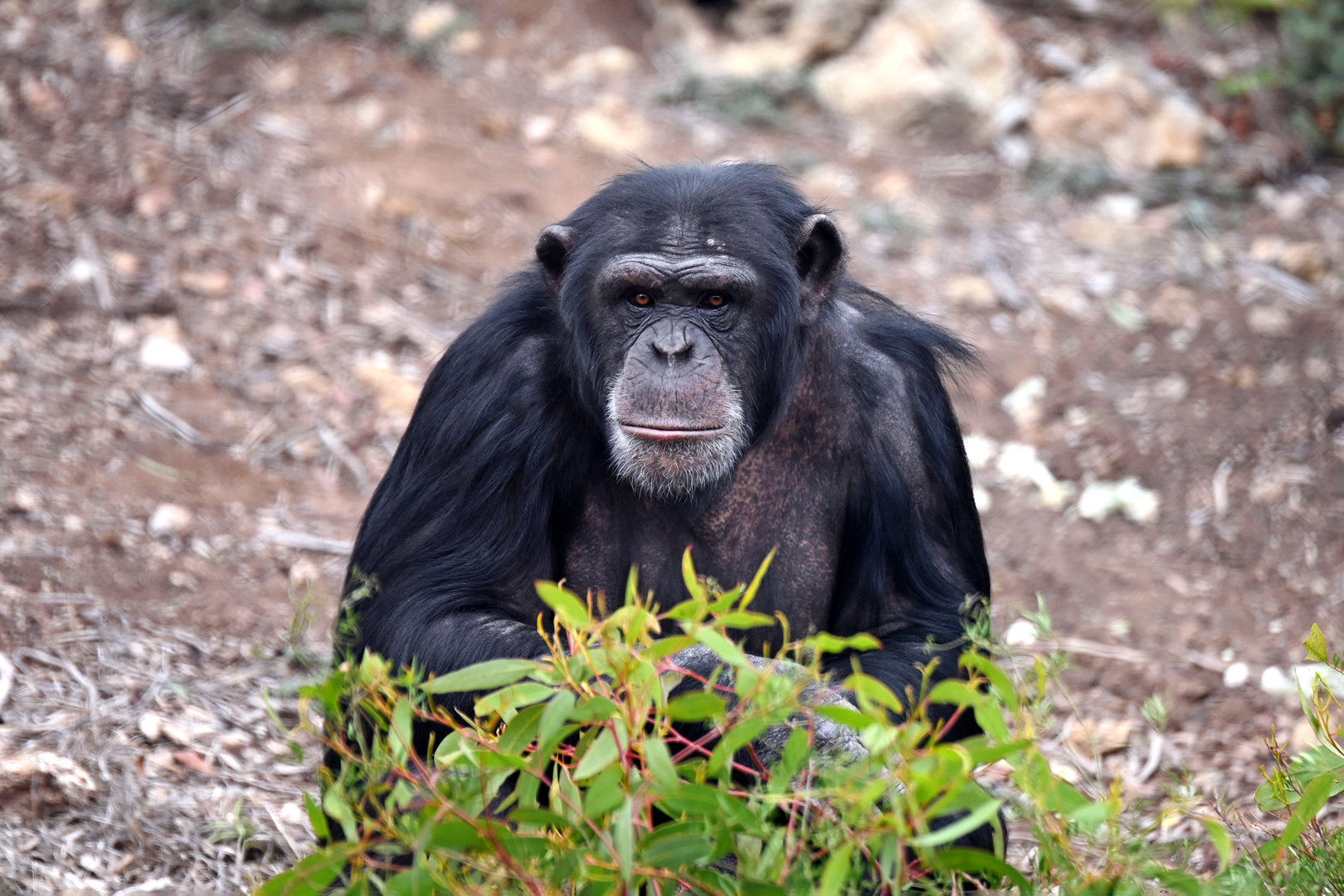 Chimpanzee 'Zuri'