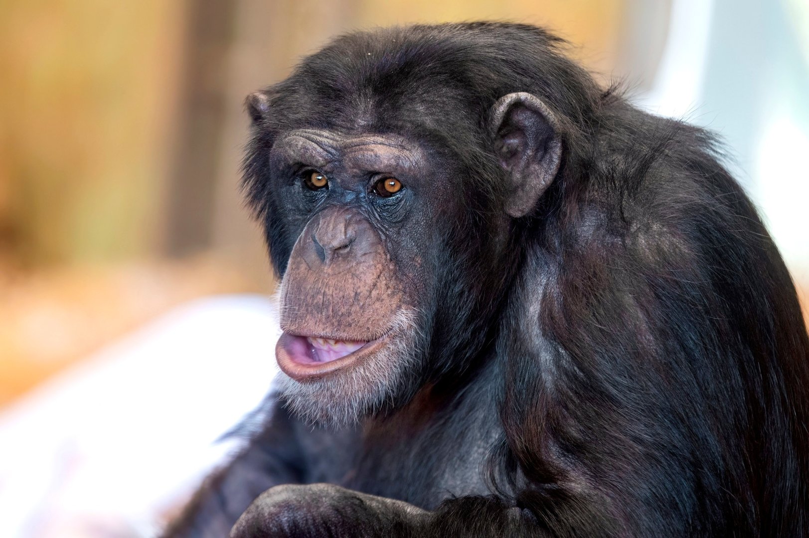 Chimpanzee 'Zuri'