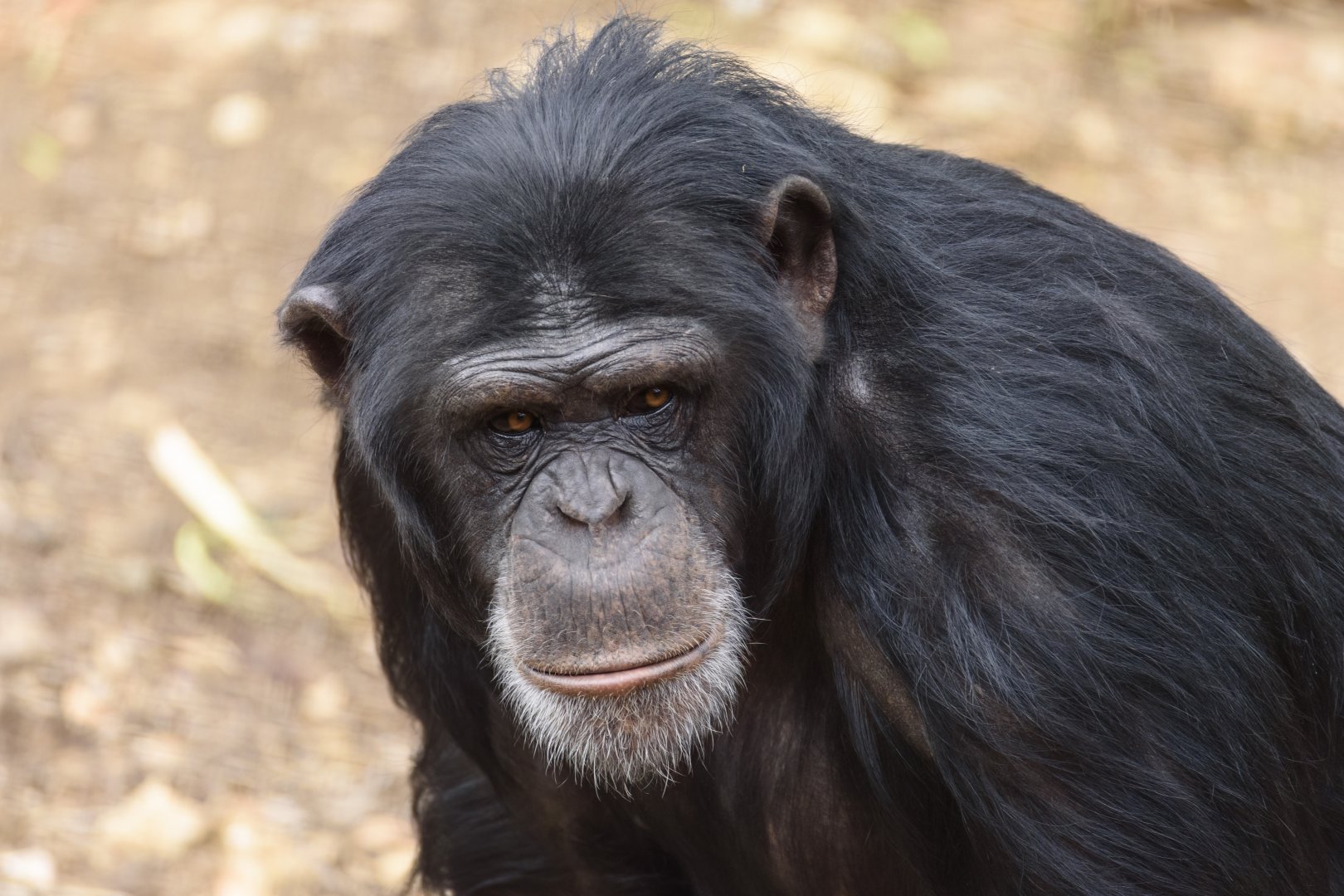 Chimpanzee 'Zuri'