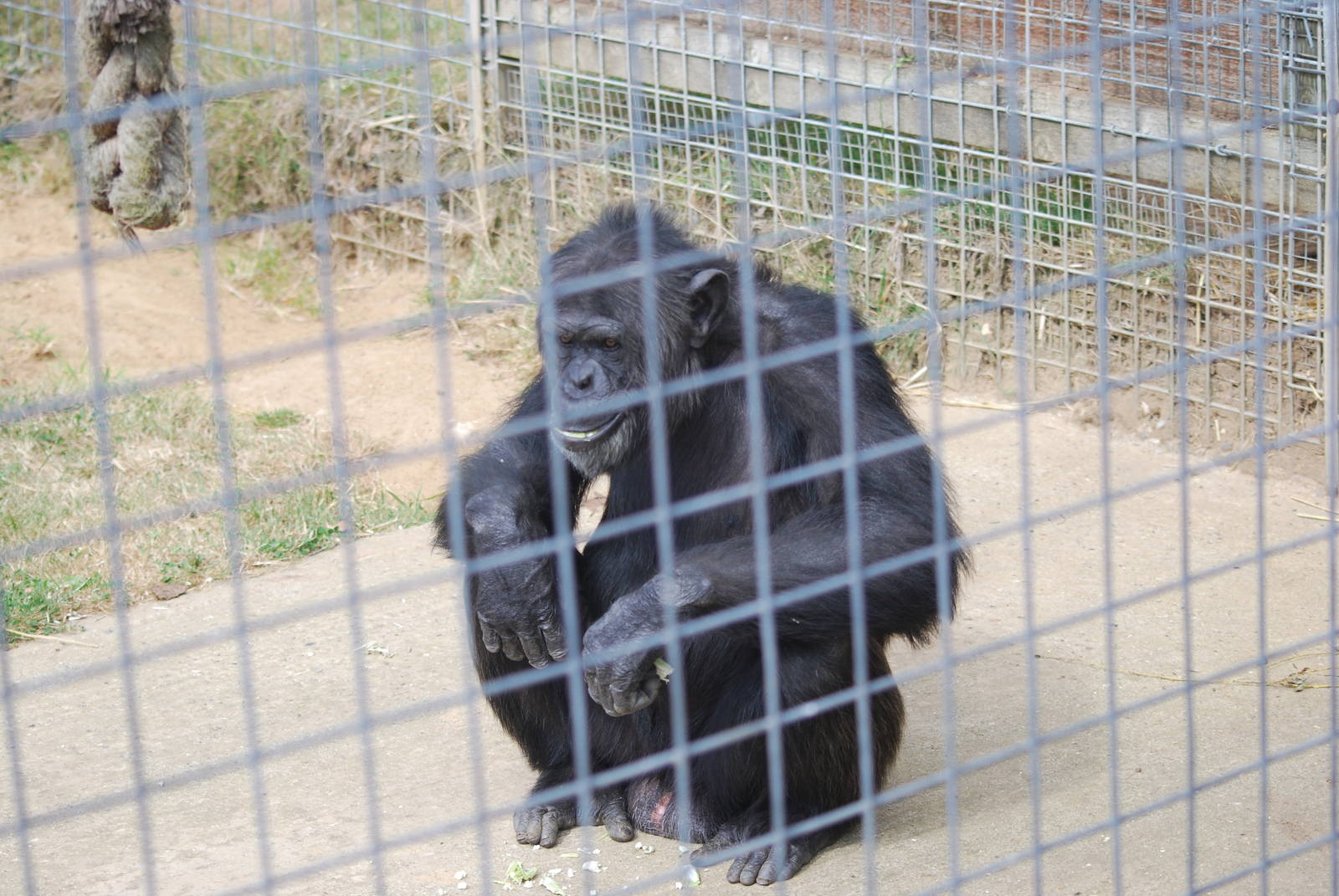 Chimpanzee