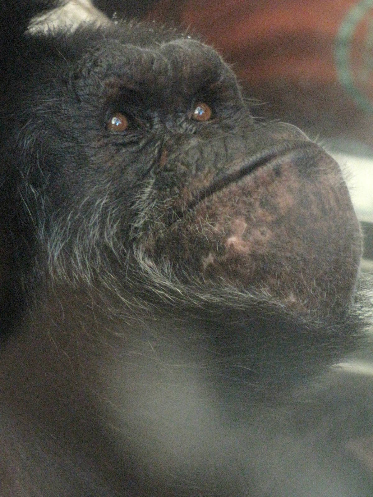 Chimpanzee