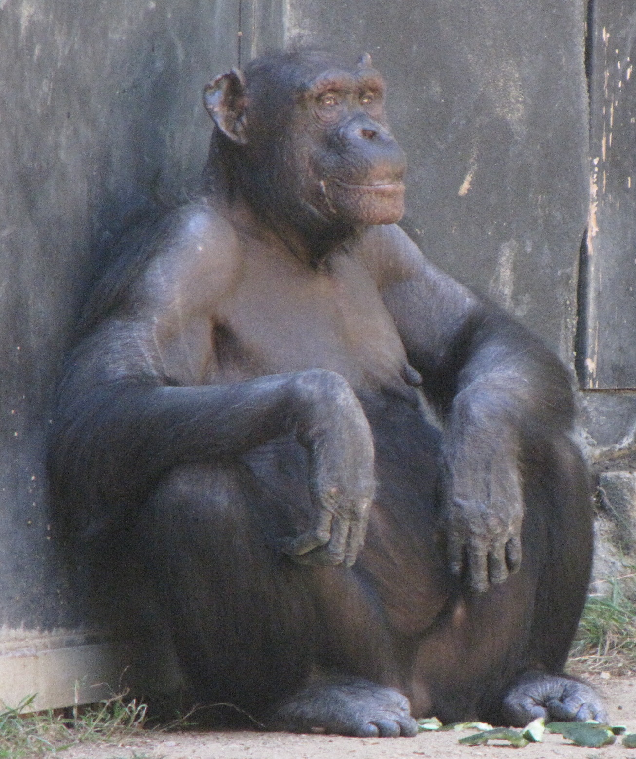 Chimpanzee